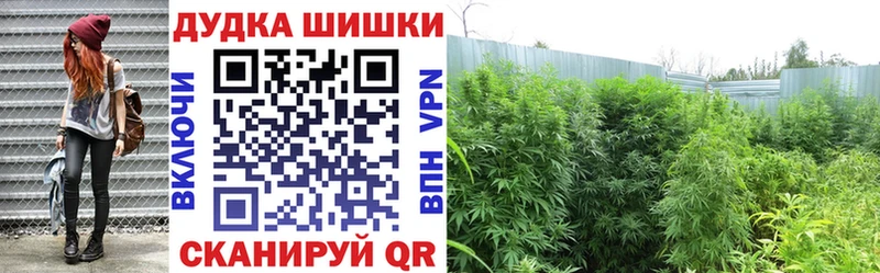 Бошки Шишки марихуана Новодвинск